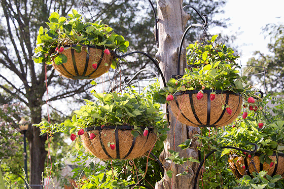 Can't Wait for Strawberries! 12c4b555-19af-4731-af15-4b96cbb7460a