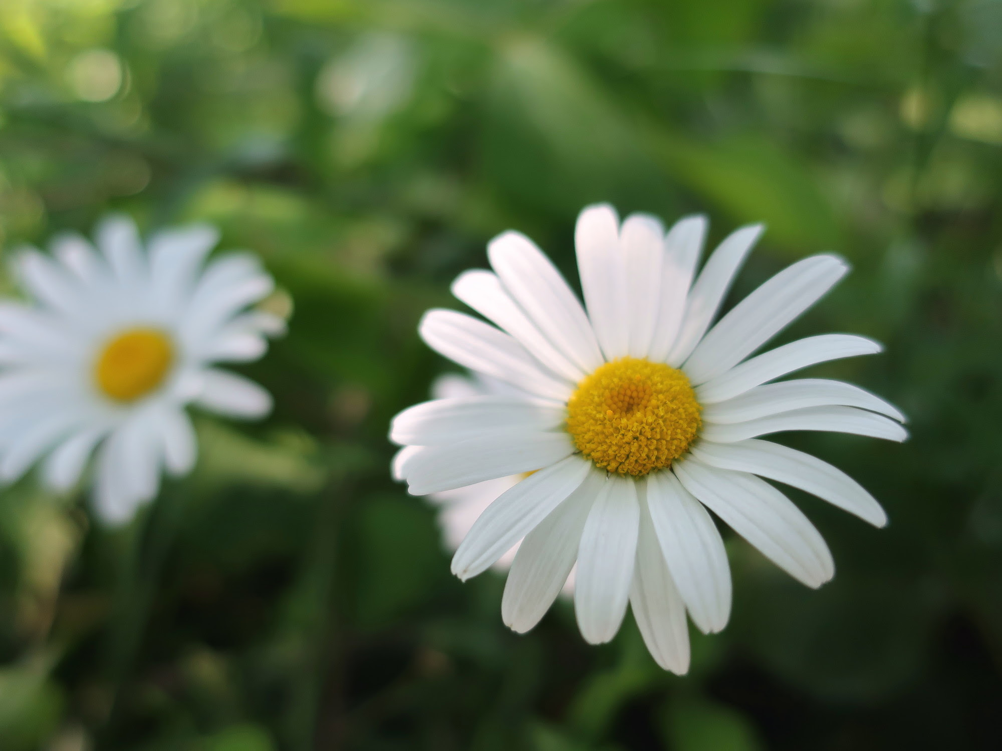夏の花
