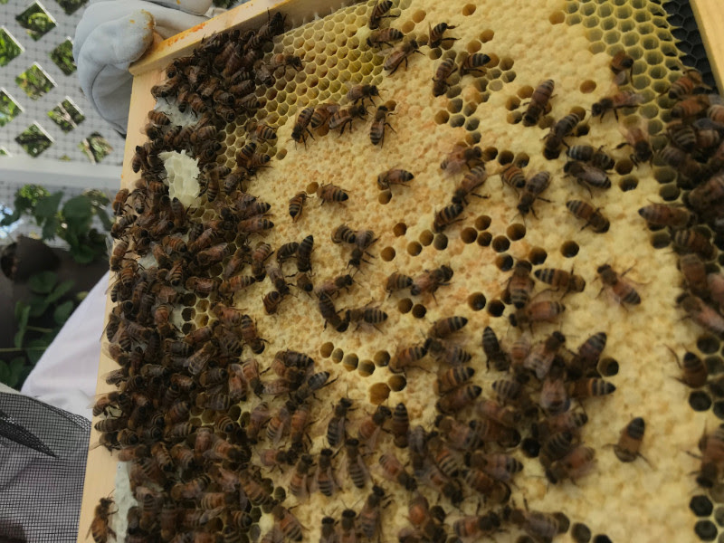 capped honey bee brood