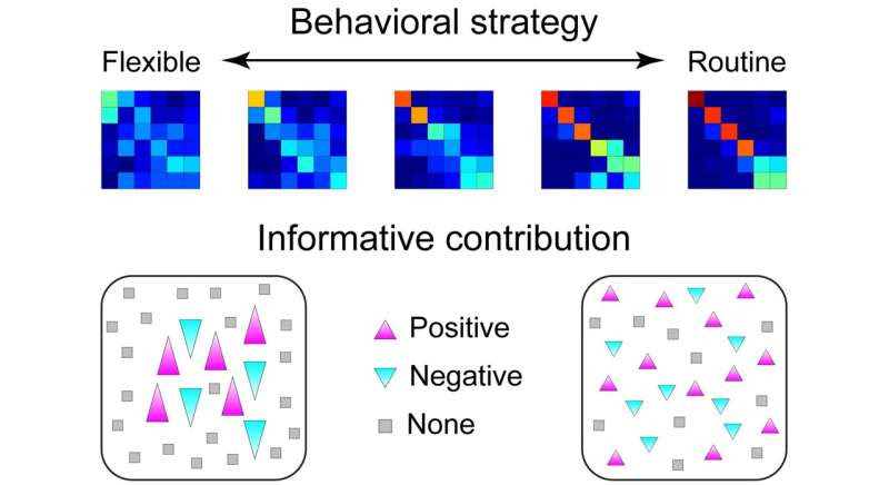 Mount Sinai researchers uncover a key neural mechanism believed to support advanced cognitive abilities