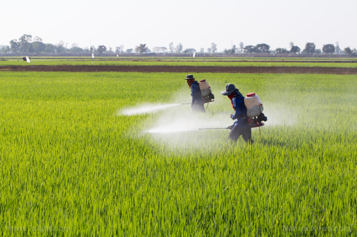 Code Words in Latest Executive Order Indicate Trump May Be Getting Sucked into the GMO / Pesticide Swamp Code Words in Latest Executive Order Indicate Trump May Be Getting Sucked into the GMO / Pesticide Swamp
