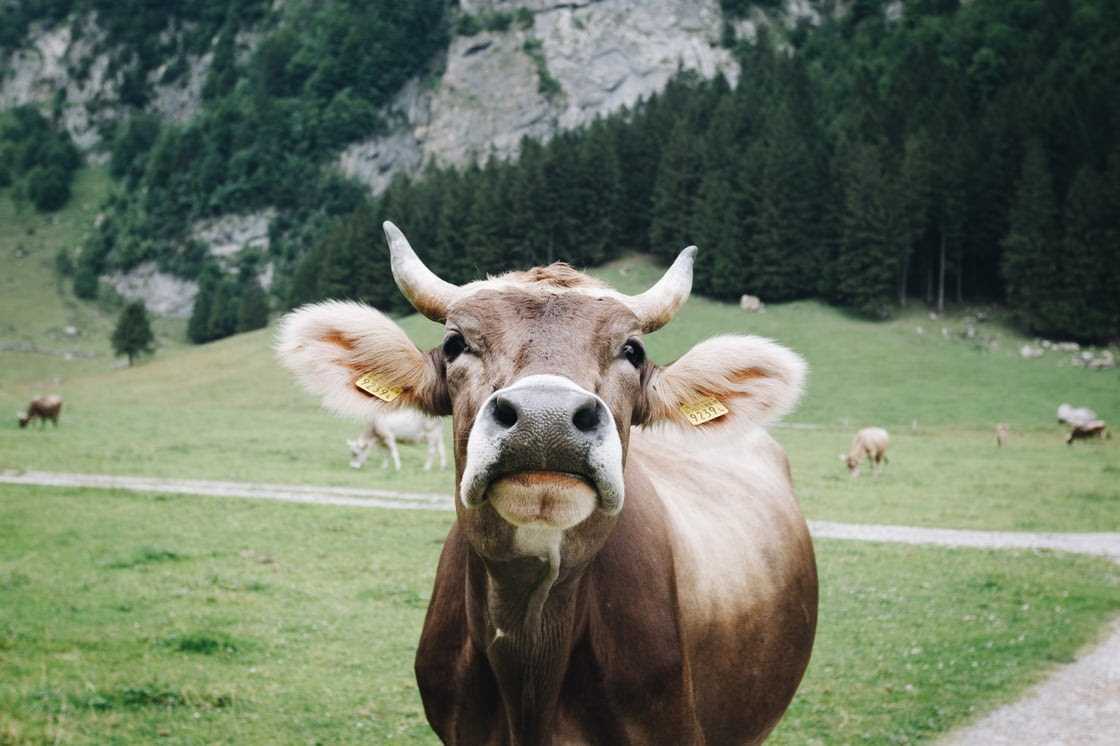 claudio-schwarz-uR5w1Y9-8yE-unsplash