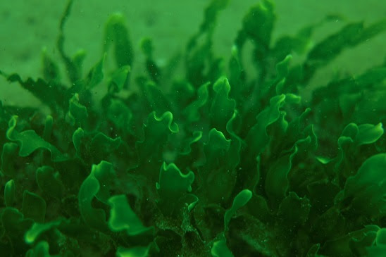 closeup of Caulerpa prolifera, a form of algae