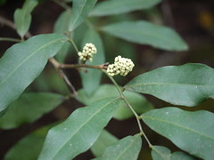 Glycosmis pentaphylla