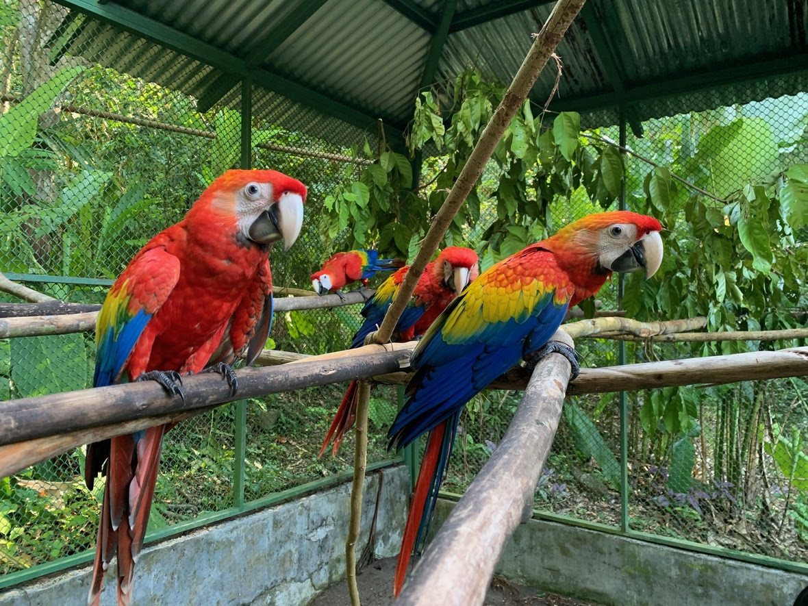 Four young macaws look to camera in a large flight enclosure