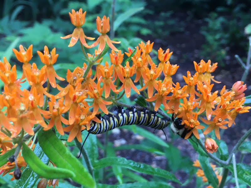 Yellow and
                            black striped caterpillar on orange flowers