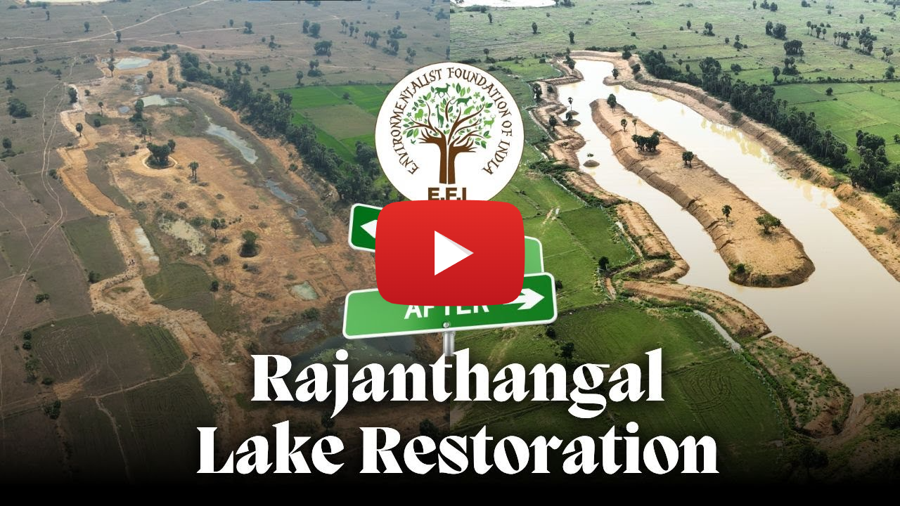 Rajanthangal Lake Restoration | EFI's Lake Night Show | Kanchipuram