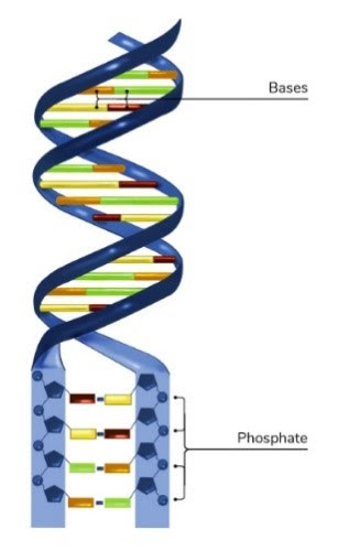 An illustration of a DNA helix with blue sides and red, yellow, orange, and green bases.