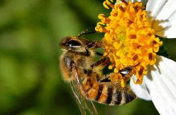 España prepara un plan urgente contra la desaparición de abejas aunque no prevé la prohibición de insecticidas dañinos