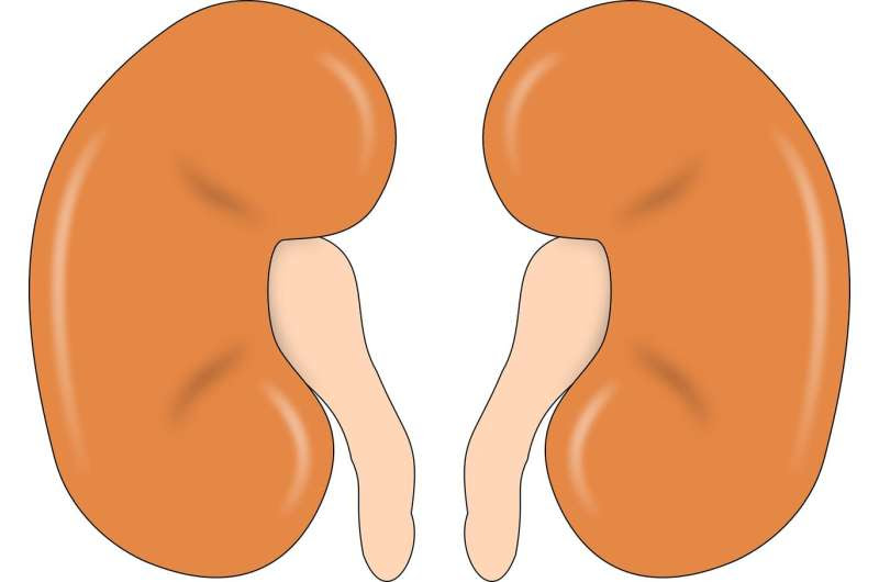 kidney