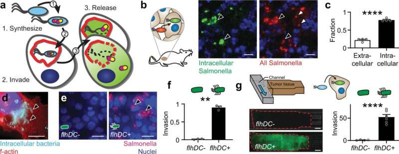 Nontoxic drug delivery system could lead to effective therapies for currently untreatable cancers