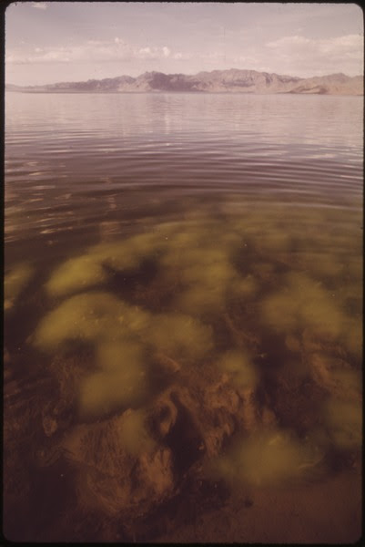File:ALGAE GROWTH IN ONE OF THE SHALLOW BAYS OF PYRAMID LAKE NEVADA'S LARGEST NATURAL LAKE - NARA - 552917.tif