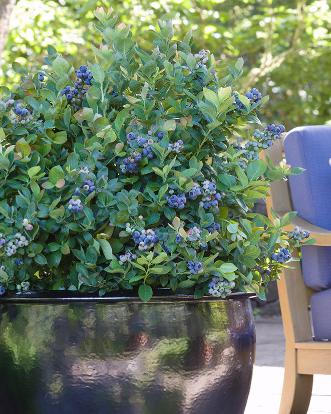 SIMPLE TIPS FOR GROWING BLUEBERRIES BRAZELBERRIES-Peach-Sorbet-close-up