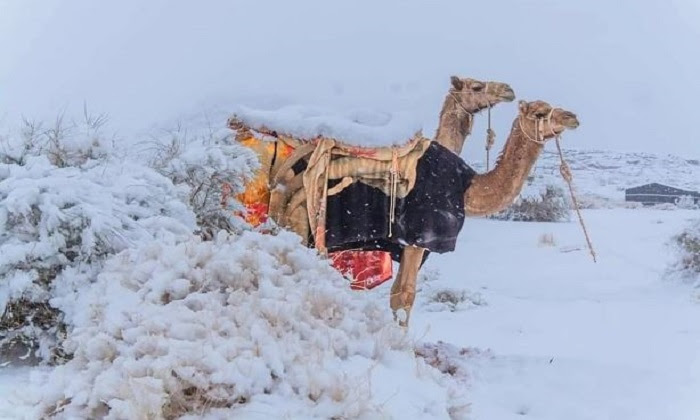 Lạc đà đứng giữa tuyết trắng ở Tabuk. Ảnh: Abu Nayef Fawaz Al-Harbi/ Magnus News.