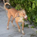 http://www.dierenmissies.nl/wp-content/uploads/2018/05/DSC_0304-150x150.jpg
