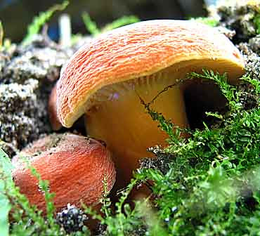 HygrophorusMilkyPhoto