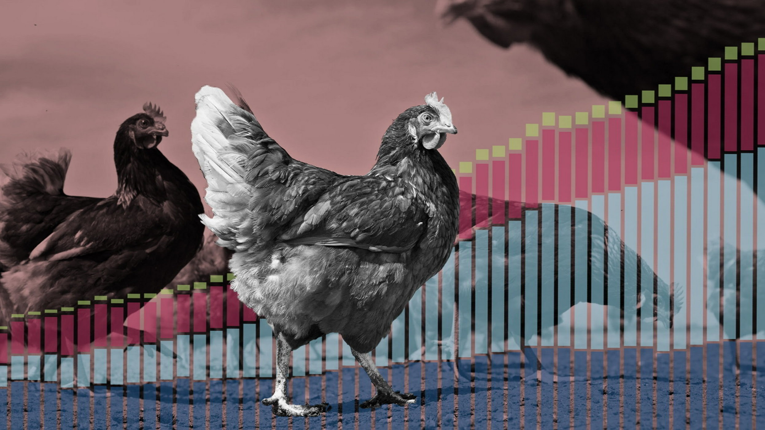 Pecking order: chicken now outstrips any other meat consumption worldwide 