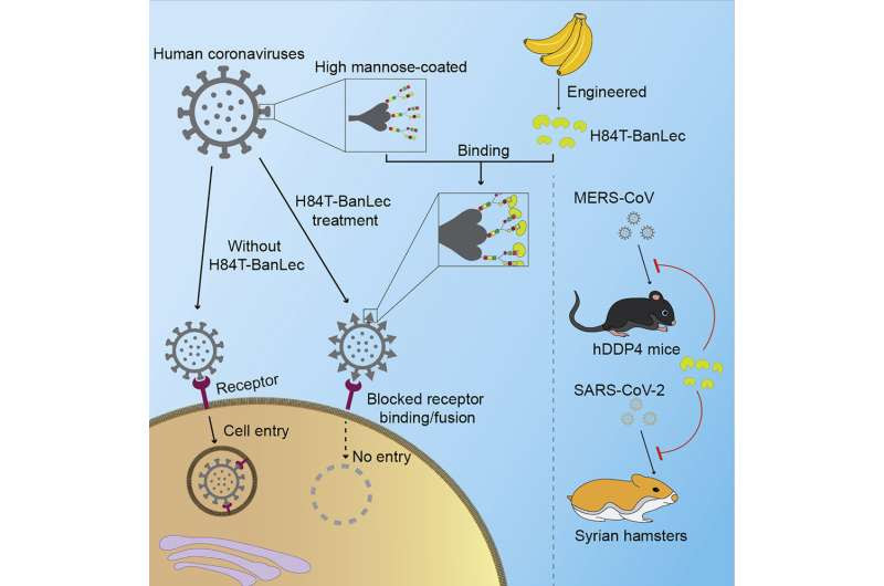 Potential therapy derived from a banana protein works against SARS-CoV-2