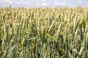 Agriculture policy reform Agriculture policy reform