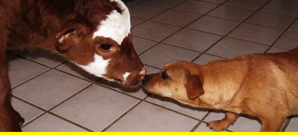 This Little Cow Is Super Great Friends With All Of These Dogs And It’s So Incredibly Cute Animals6