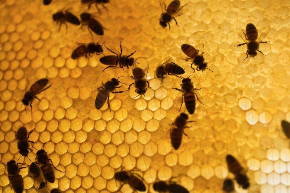 Burt's Bees has installed an observation hive and opened its headquarters in North Carolina to thousands of honey bees.