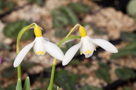 Two yellow and white Galanthus flowers