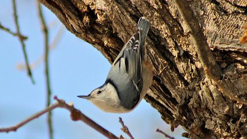 White-breasted nuthatch upside down on tree trunk. Photo by Zac Cota-Weaver and used by permission.