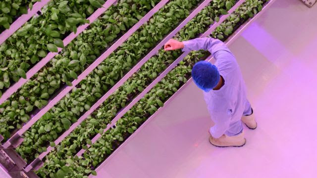 Pessoa trata plantas em laboratório com luzes roxas