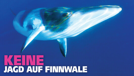 Keine Jagd auf Finnwale