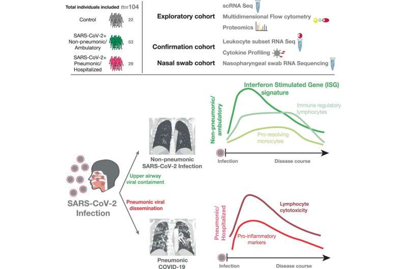 How immune defenses are able to curb coronavirus and prevent pneumonia