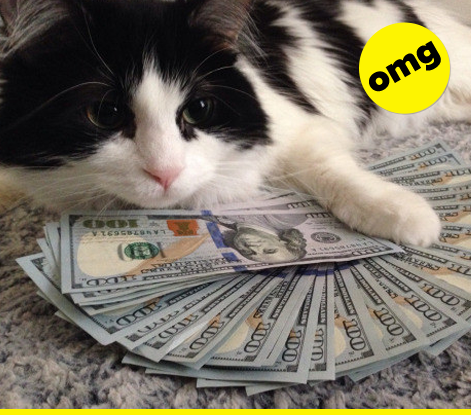 One kitty who knows all about money Daily.123602