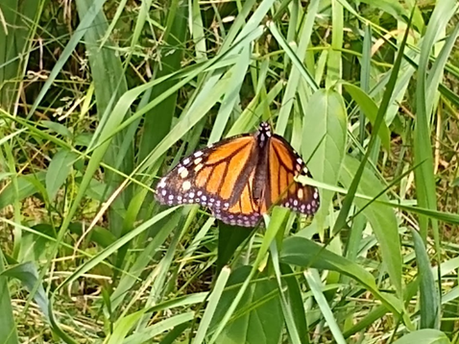 A monarch butterfly resting on a swallow-wort plant amidst tall grass.