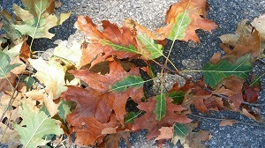 Red oak leaves exhibiting symptoms of oak wilt - browning from the outer edge back towards the stem