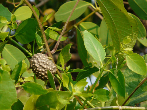 Dioscorea bulbifera L.