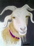 Arboretum's Goat - Posted on Sunday, January 11, 2015 by Elaine Shortall