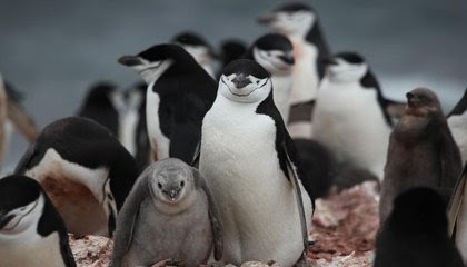 Preliminary Census Documents Antarctica’s Chinstrap Penguins in Sharp Decline image