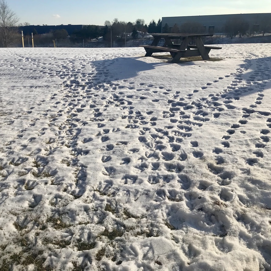 Photo of duck footprints on a snowy clearing, a picnic table in the background
