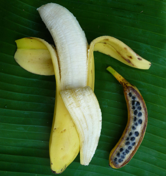 Bananes