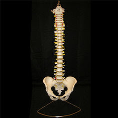 Professional Human Spine Model Flexible Medical Toy