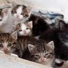 GATTINI MERAVIGLIOSI CERCANO CASA 0