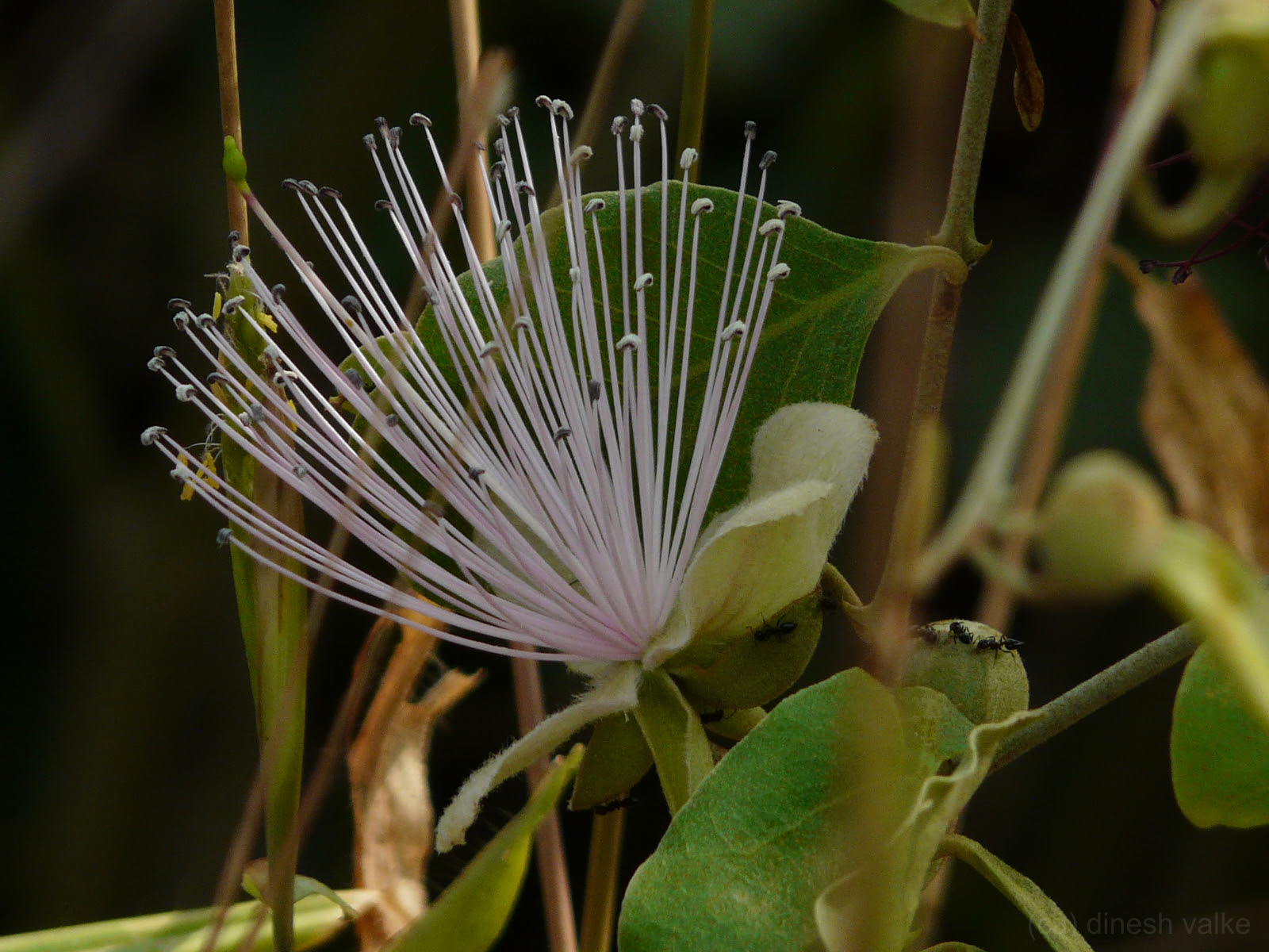 Capparis zeylanica L.