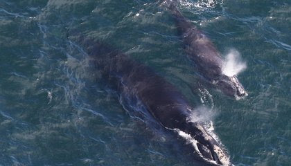 Three Endangered Right Whale Calves Spotted in New England Waters image