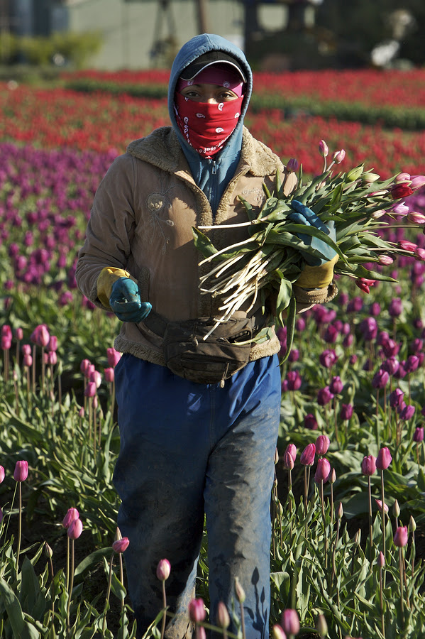 person working hard in the tulip fields at harvest
