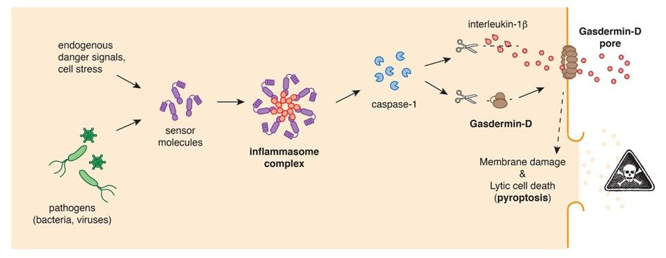 Schematic of the biochemical pathway that leads to pyroptosis.