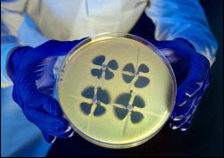 CRE CDC microbiologist demonstrates the modified Hodge test