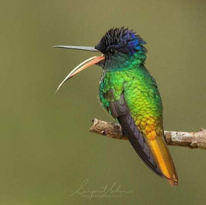 Hummingbird-Panting