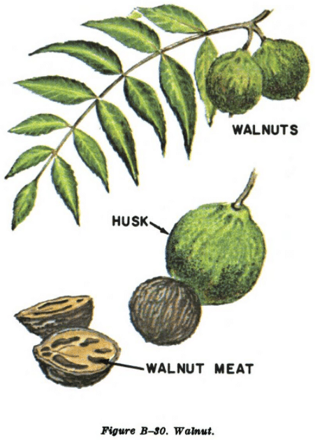 english walnut illustration edible plants