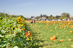 pumpkins and flowers in field