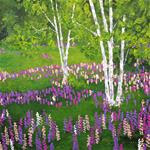 Lupines In The Meadow - Posted on Wednesday, February 25, 2015 by Lianna Klassen