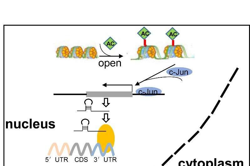 Scientists find potential diagnostic and therapeutic target for lung cancer